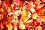 fall-leaves-background-1013tm-bkg-45